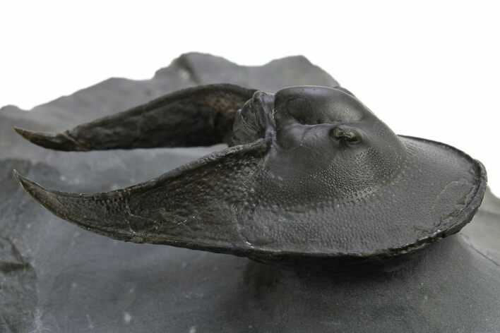 Enrolled Scotoharpes Trilobite - Boudib, Morocco #312363